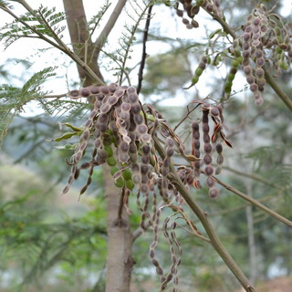 acacia-mollisima-willd