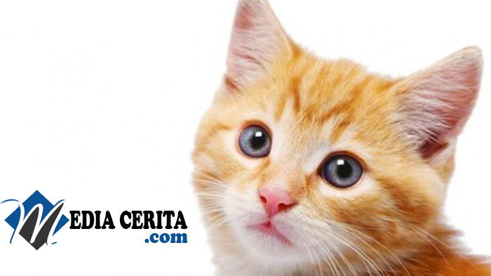 Cerita Tentang PANGERAN KUCING  Media Cerita - Media Online 